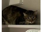 Adopt Coco Butter a Domestic Short Hair