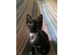 Adopt Rhonda a Domestic Short Hair