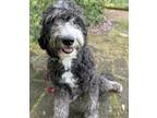 Adopt Bear a Standard Poodle, Mixed Breed
