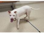 Adopt Lady a Pit Bull Terrier, Mixed Breed