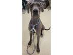 Adopt Fiona a Great Dane, Mixed Breed