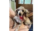 Adopt Poppi a Poodle