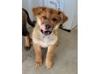 Adopt Rythym a German Shepherd Dog, Chow Chow