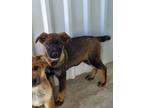 Adopt Kyree a Belgian Shepherd / Malinois, Mixed Breed