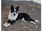 Adopt Falcon a Border Collie