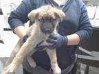 Adopt PINKY a German Shepherd Dog, Mixed Breed