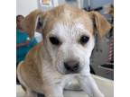 Adopt Trinket a Mixed Breed