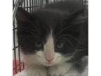 Adopt 75733 a Domestic Short Hair