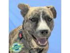 Adopt Nina a Mixed Breed