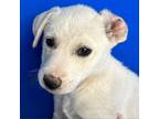 Adopt Custard a Mixed Breed