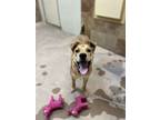 Adopt China a Mixed Breed