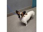 Adopt CINNABON a Cardigan Welsh Corgi, Mixed Breed