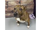 Adopt REBA a American Staffordshire Terrier, Mixed Breed