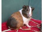 Adopt Totsie a Guinea Pig