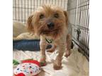 Adopt Harriet a Yorkshire Terrier