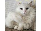 Adopt Misty a Domestic Long Hair