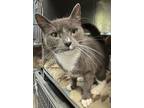 Adopt Smokie a Domestic Short Hair