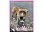 Adopt Mable a Pit Bull Terrier, Mixed Breed
