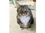 Adopt Maybelline a Tabby, Domestic Long Hair