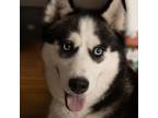 Adopt Delta a Siberian Husky, Shepherd