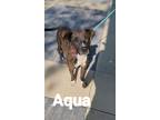 Adopt Aqua a Boxer