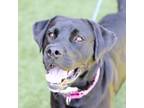 Adopt Sara a Mixed Breed