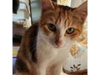 Adopt Penny a Domestic Short Hair