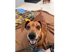 Adopt Winnie a Dachshund