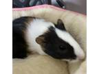 Adopt Dill Weed a Guinea Pig