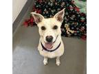 Adopt Bright a Mixed Breed