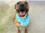 Adopt Fern a American Staffordshire Terrier, Mixed Breed