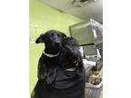 Adopt Siri a Labrador Retriever, Mixed Breed