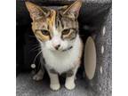 Adopt Squirrel a Domestic Short Hair