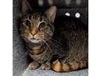 Adopt Medalla/MeowMeow a Domestic Short Hair