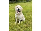 Adopt LACEY a Great Pyrenees, Labrador Retriever