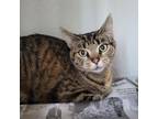 Adopt Noodle a Domestic Short Hair