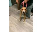 Adopt Sissy a Coonhound, Mixed Breed
