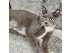 Adopt Momma Artemis a Domestic Short Hair