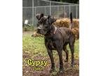 Adopt Gypsy a Terrier