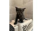 Adopt Mouse a Domestic Short Hair