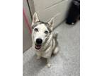 Adopt Peach a Siberian Husky, Mixed Breed