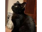 Adopt Galaxy a Domestic Medium Hair