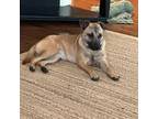 Adopt Lainey a Mixed Breed