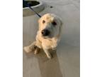 Adopt Windy a Great Pyrenees, Mixed Breed