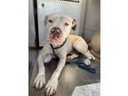 Adopt Snow a Pit Bull Terrier, Mixed Breed