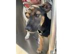 Adopt 55948451 a German Shepherd Dog, Mixed Breed