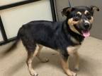 Adopt Rayla a German Shepherd Dog, Mixed Breed