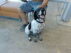 Adopt Grace a German Shorthaired Pointer, Mixed Breed