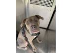 Adopt Diamond a Pit Bull Terrier, Mixed Breed