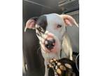 Adopt Nami a American Staffordshire Terrier, Mixed Breed